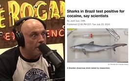 Joe Rogan reacts after sharks in Brazil reportedly test positive for cocaine