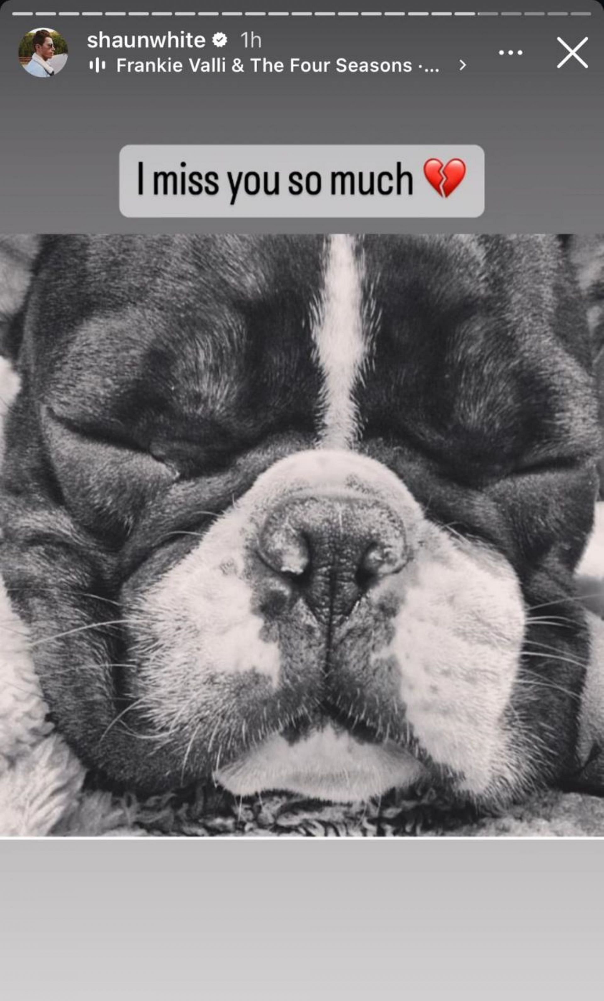 Shaun White&#039;s dog Steve passed away; screenshot from Instagram@shaunwhite