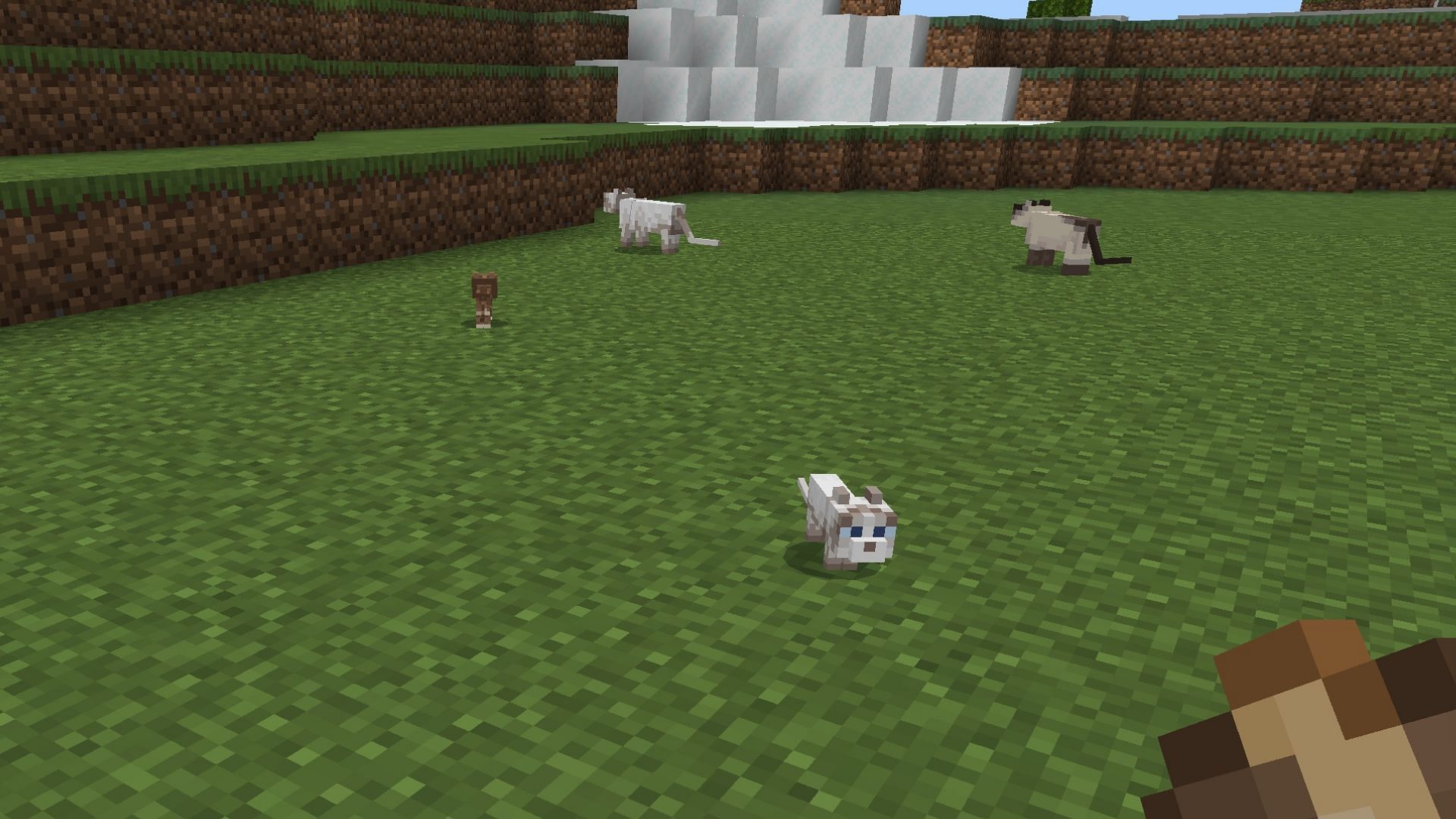 Cats can only spawn in villages with more than 5 claimed beds (Image via Mojang Studios)