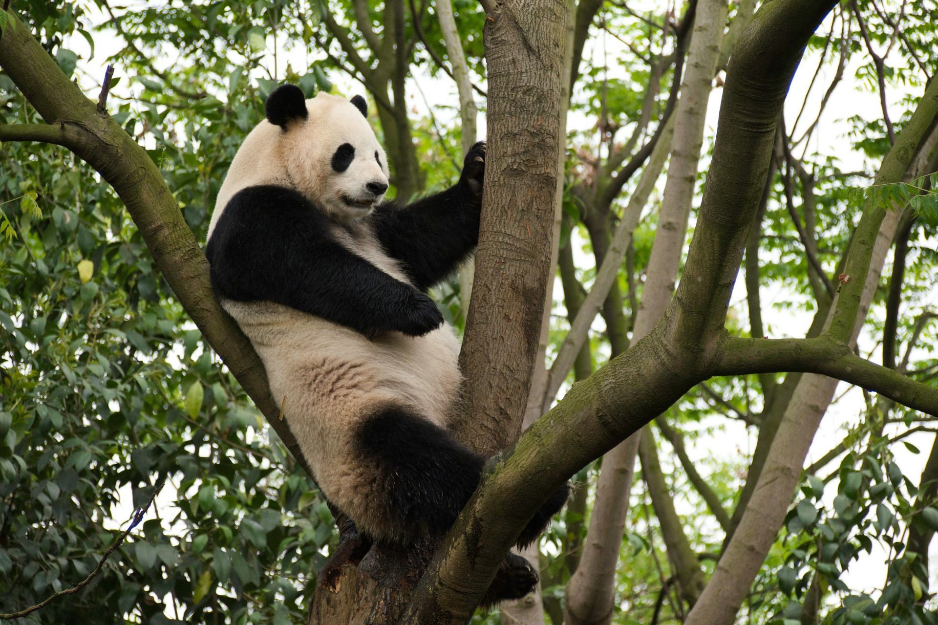 Giant Panda (Image via Unsplash/ Alexander Schimmeck)