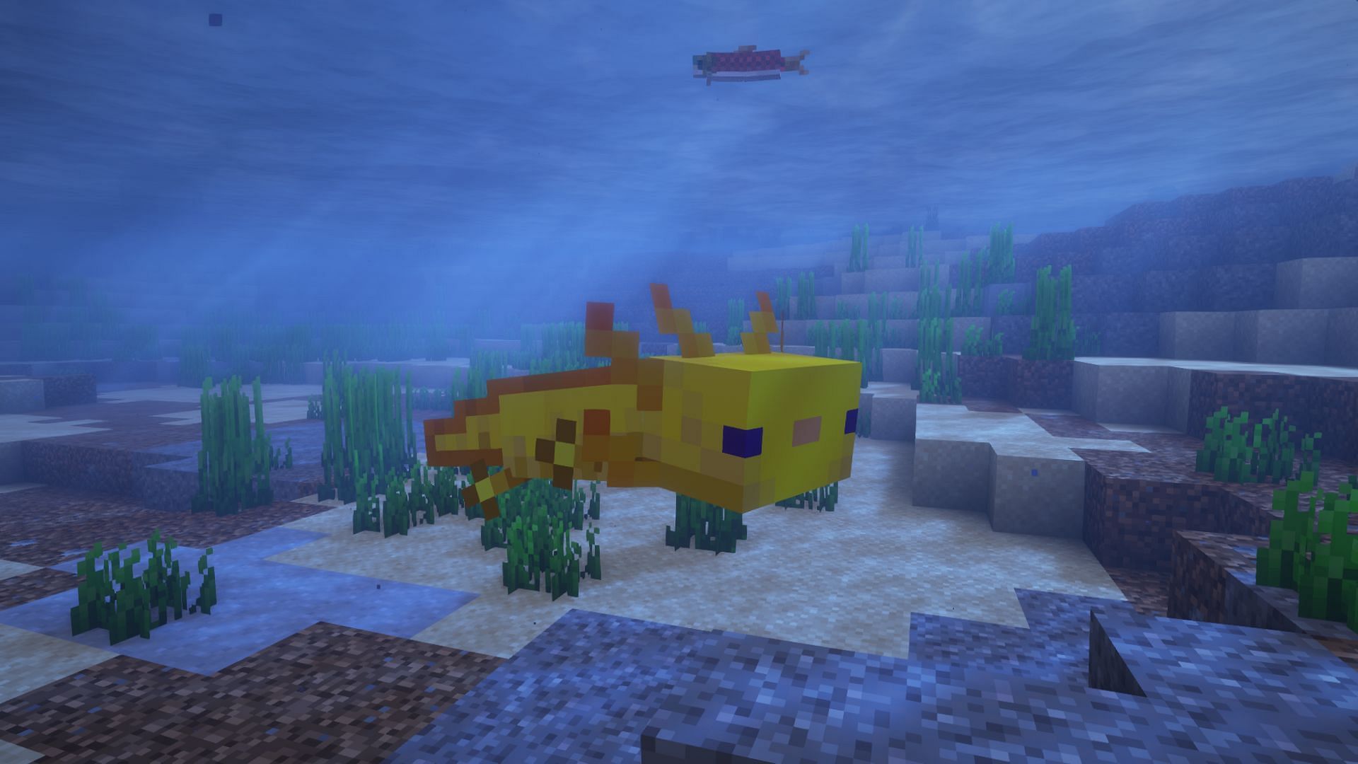 An axolotl swimming around (Image via Mojang)