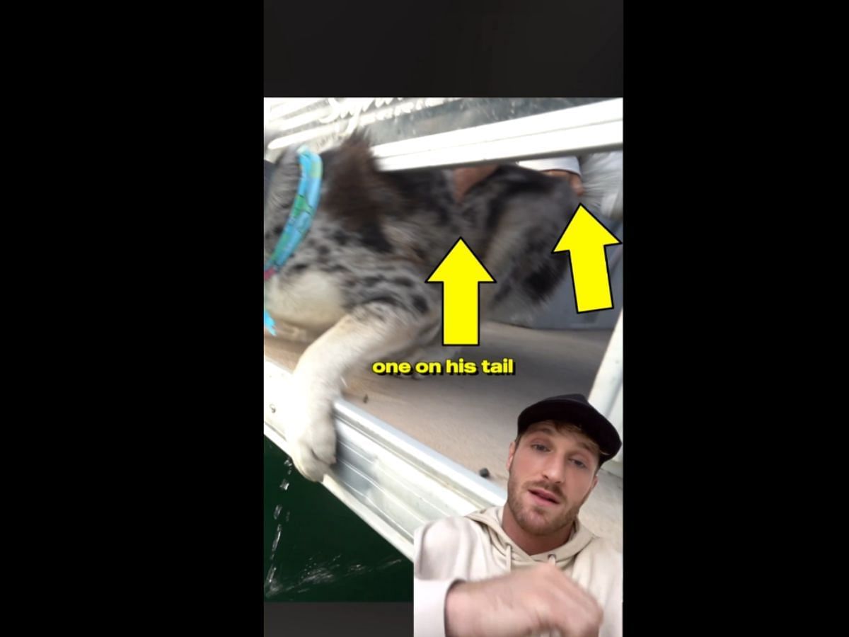 Logan says the hands were there to prevent the dog from jumping (Image via X/Logan Paul)