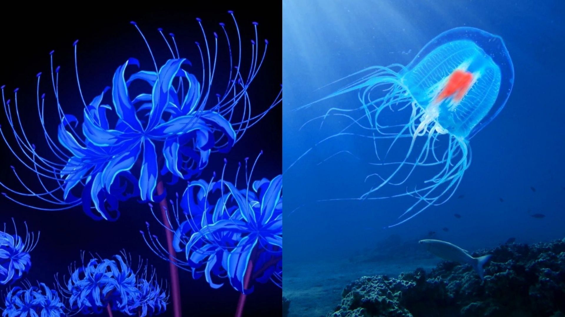 A jellyfish could have inspired the Blue Spider Lily in the Demon Slayer series (Image via Ufotable and immortal-jellyfish.com)