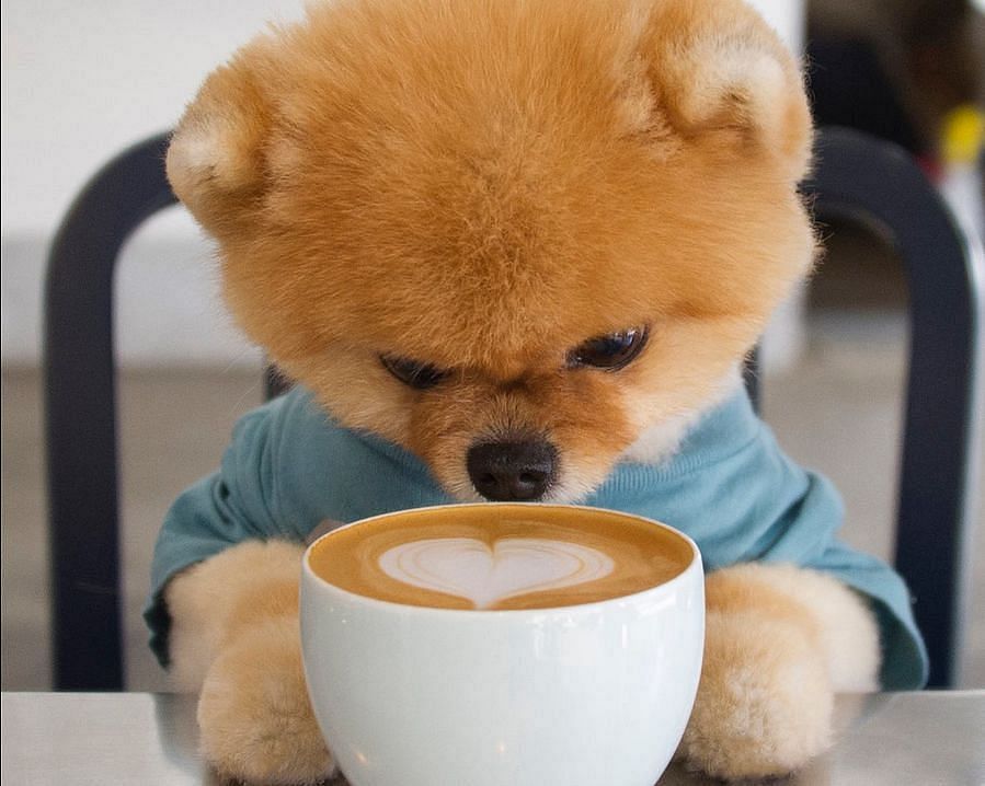 Jiffpom&#039;s net worth
