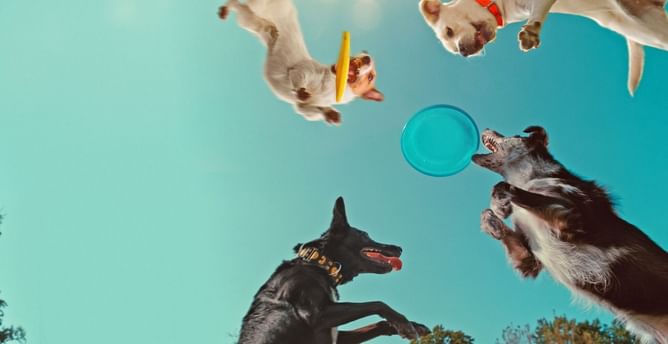 Inside the Mind of a Dog (2024) - Full list of cast