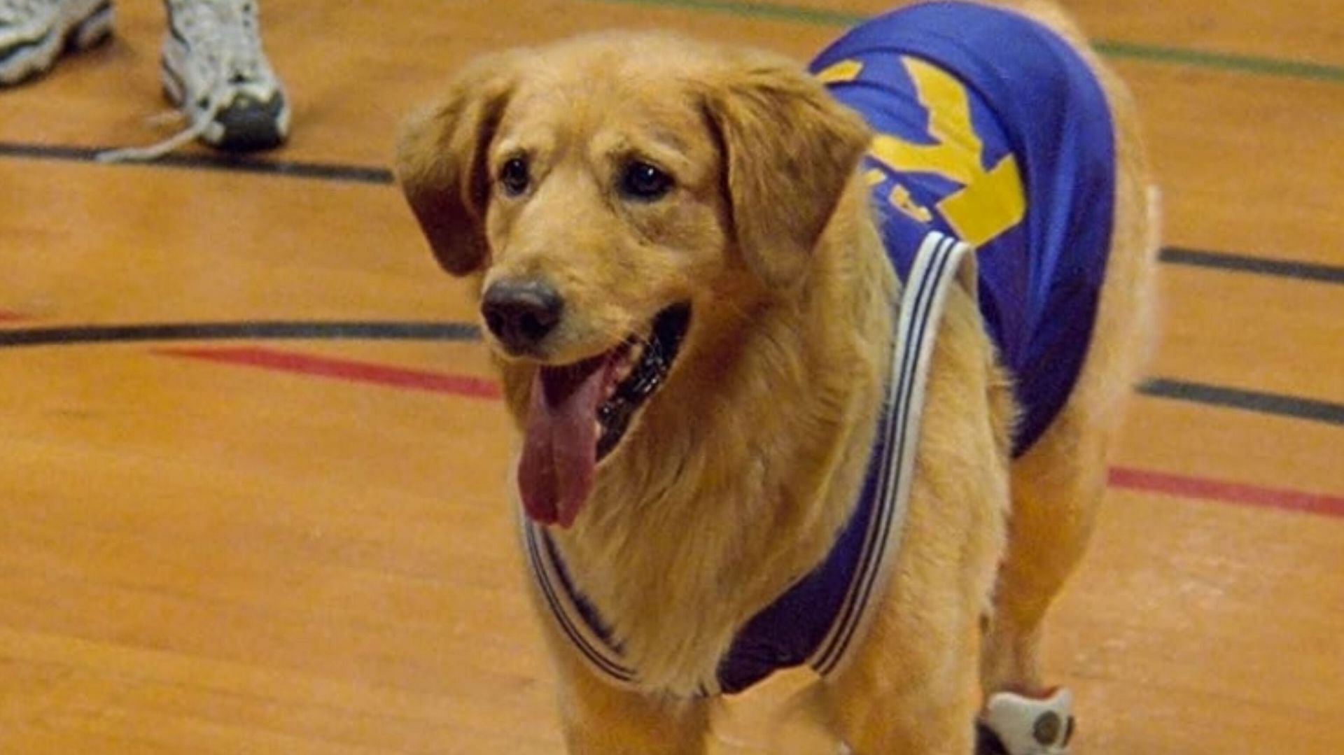 Air Bud (image via Keystone Pictures)