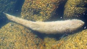 Fact Check: Is the fur trout real or fake? Viral online pictures debunked