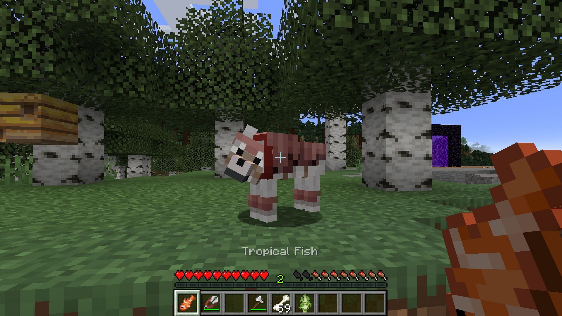 An injured tamed wolf about to be given tropical fish to heal (Image via Mojang)