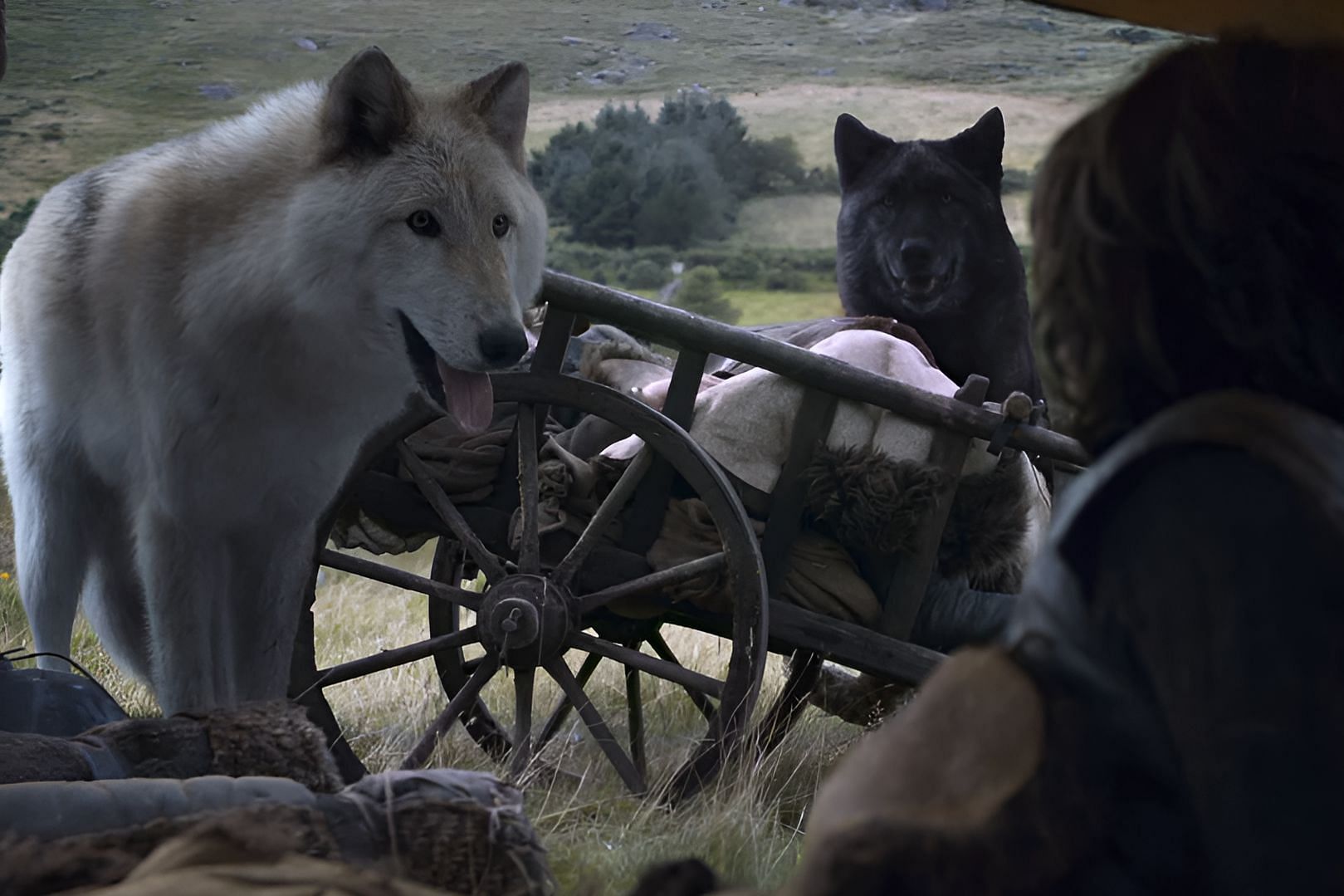 Direwolf in Game of Thrones (Image via HBO)