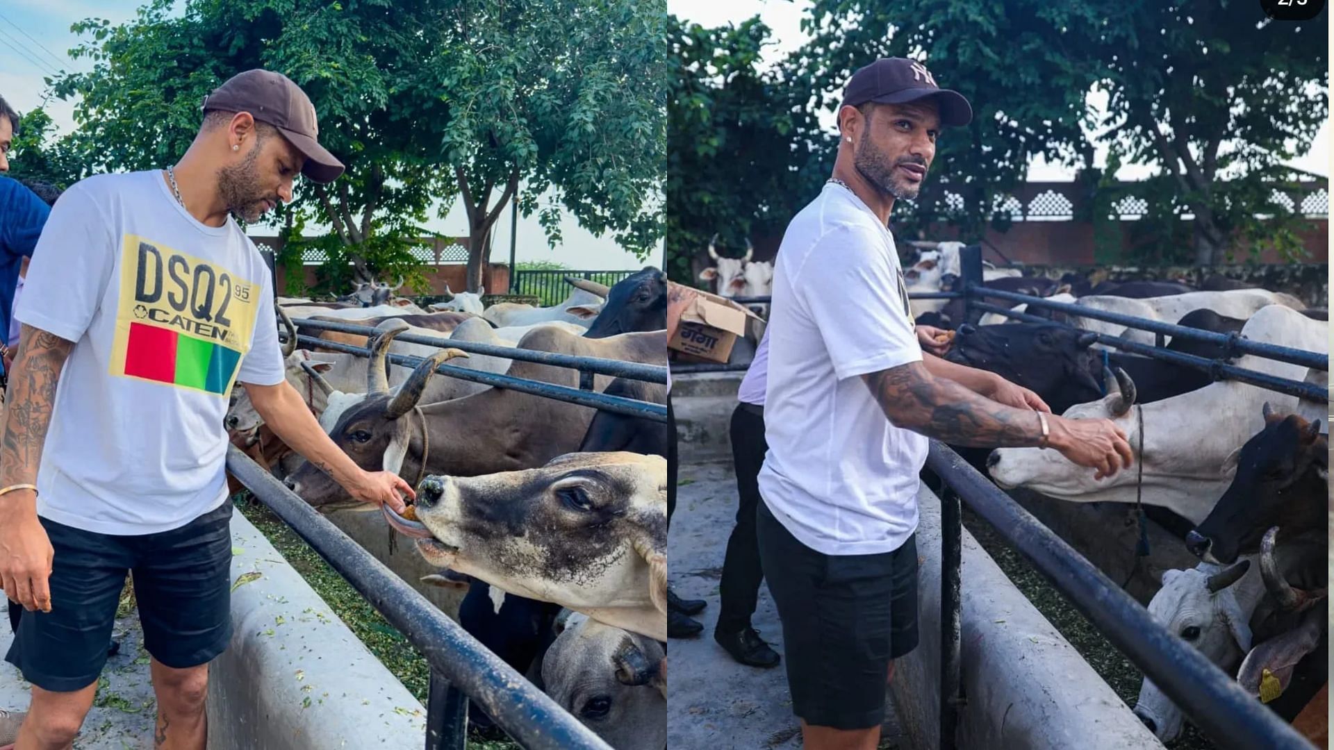 Shikhar Dhawan shared images of him at the cow shelter (Image credits: @shikhardofficial on Instagram)