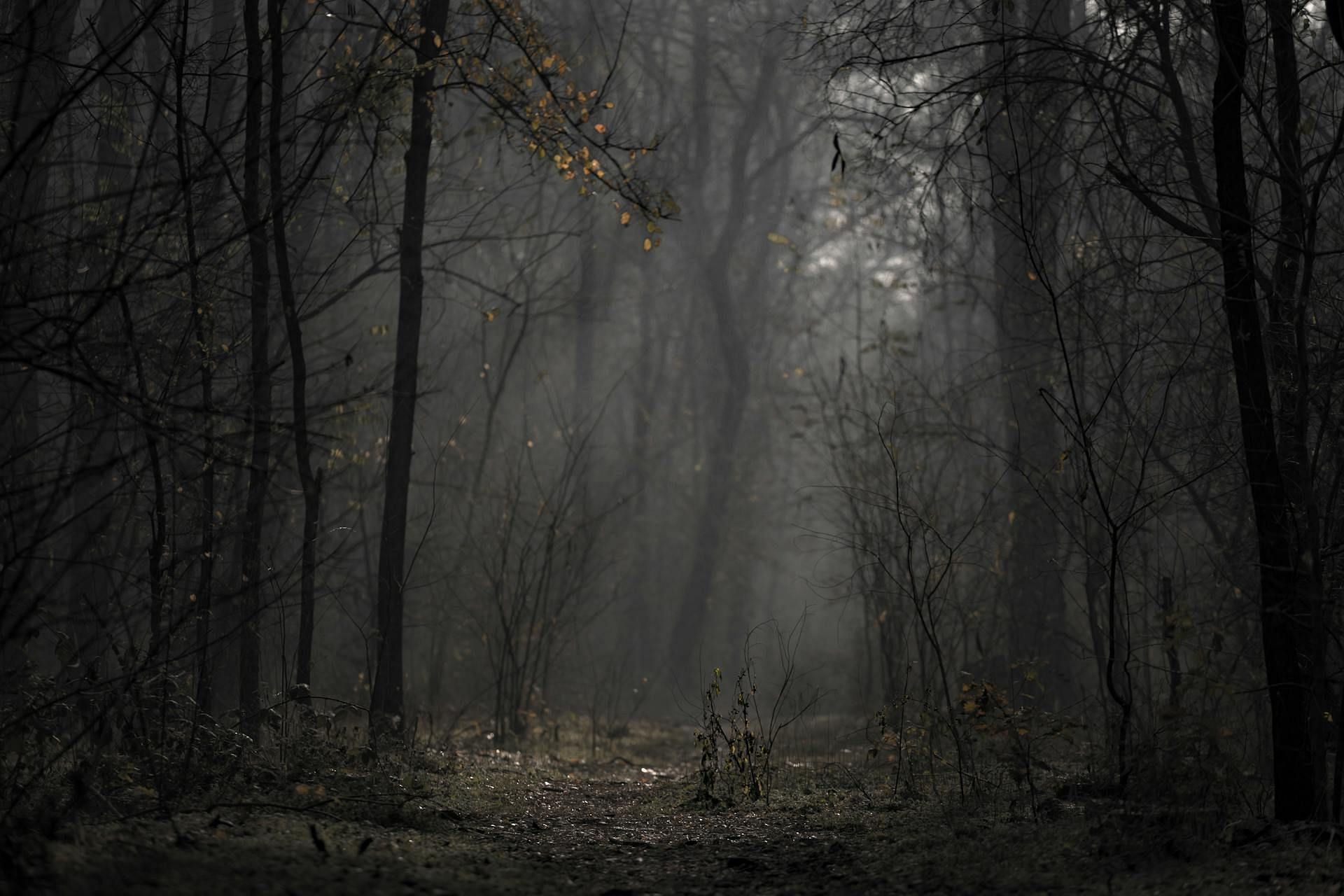 Melissa&#039;s body was found in the woods (Image via Pexels/Anton Atanasov)