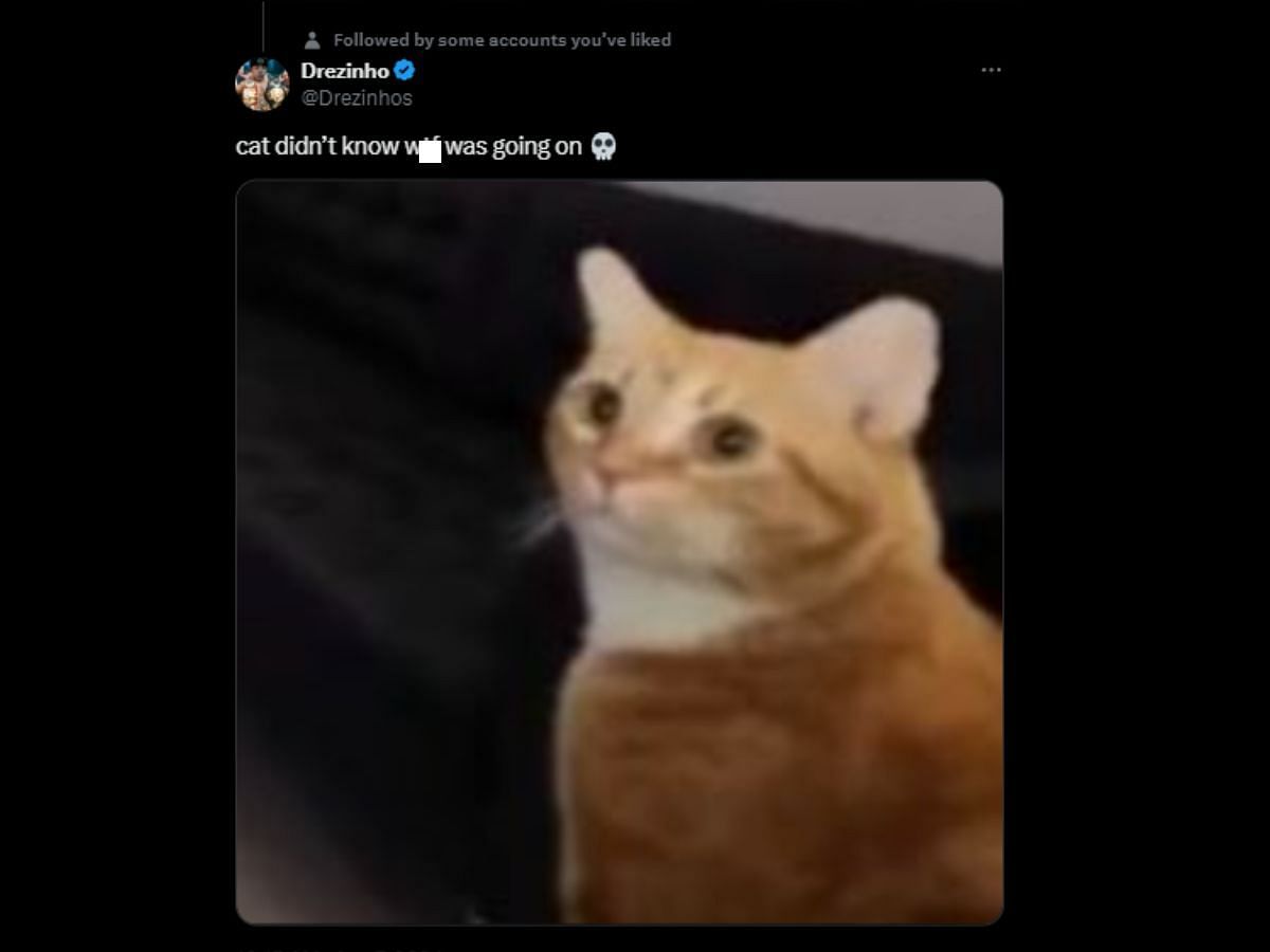 Fans share the cat&#039;s reaction (Image via X)