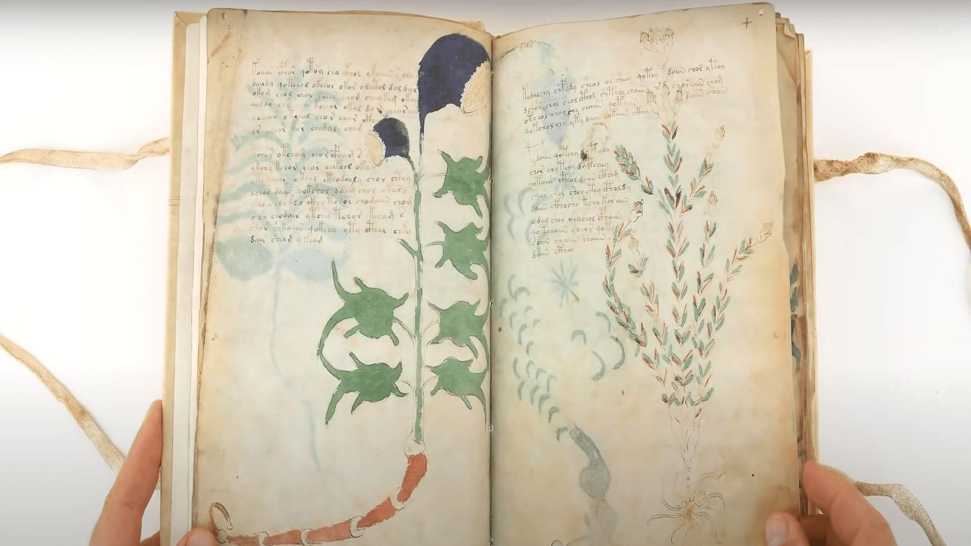 The Voynich text (Image via The Why Files/Youtube)