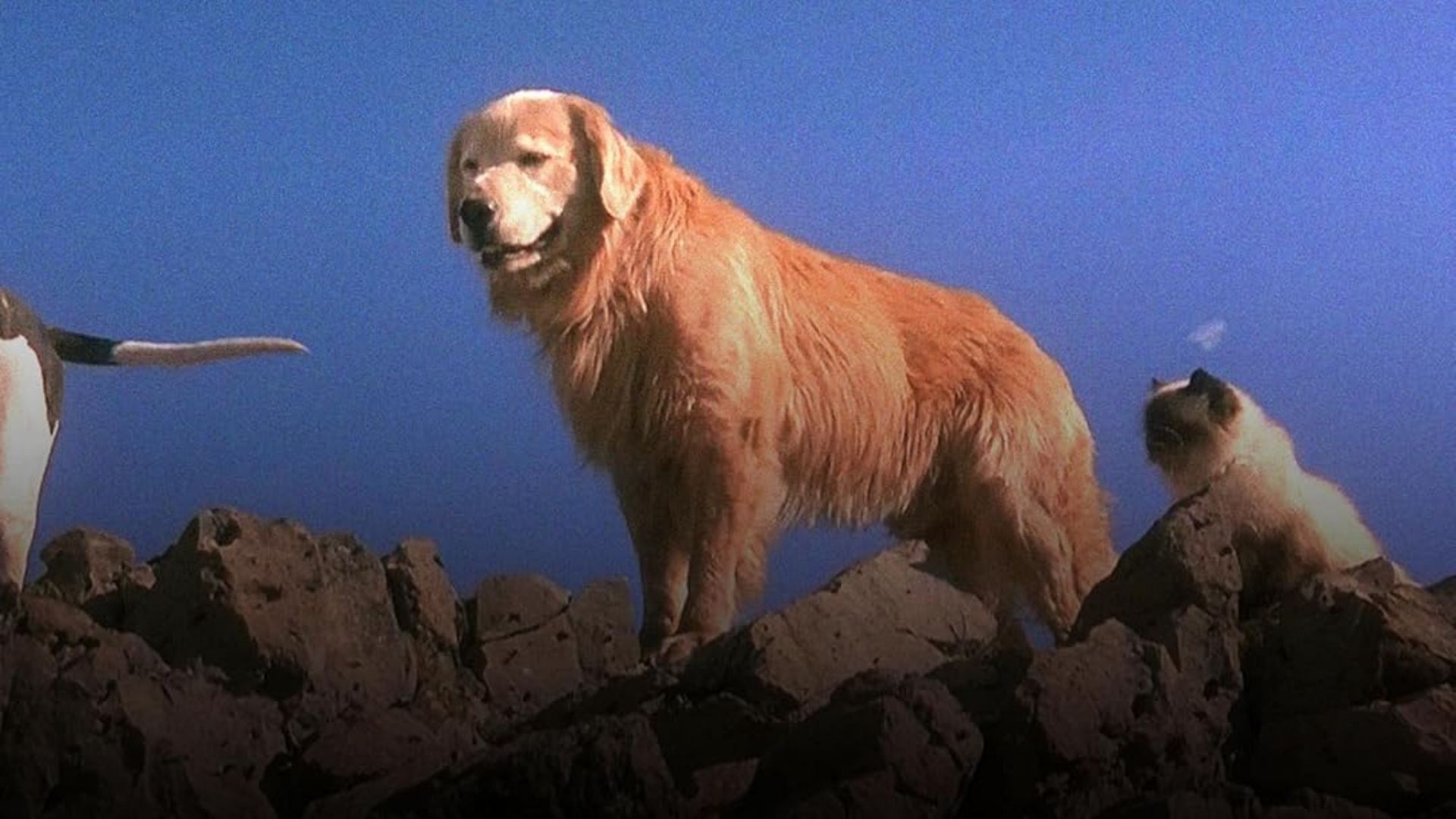 Still from Homeward Bound (Image via Amazon Video)