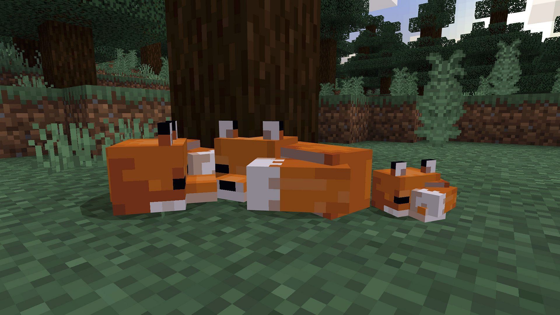 Minecraft&#039;s fox mobs will now have the same health total in both of the game&#039;s major editions (Image via Mojang)