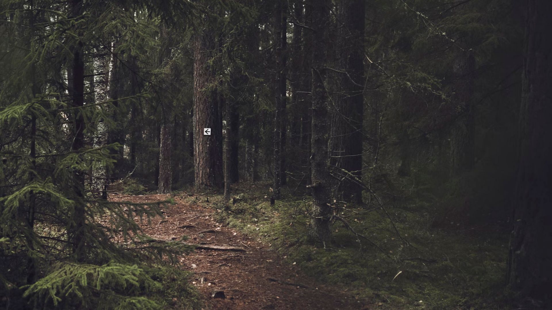 Into the Woods (Image via Unsplash/@fannygustafsson)