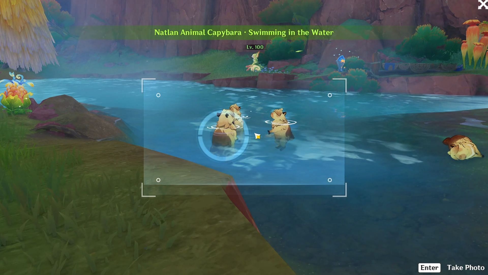 Take a picture of any of the Capybaras as they are bathing (Image via HoYoverse)