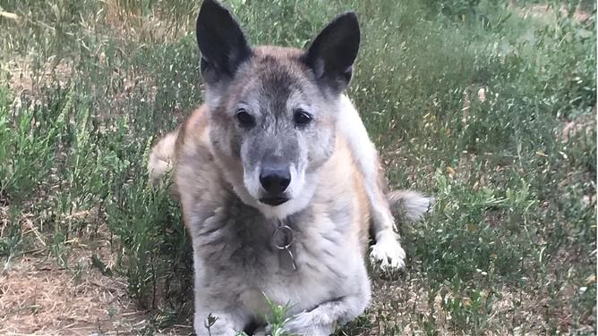 "RIP Clark" trends after the death of YouTube's viral talking dog
