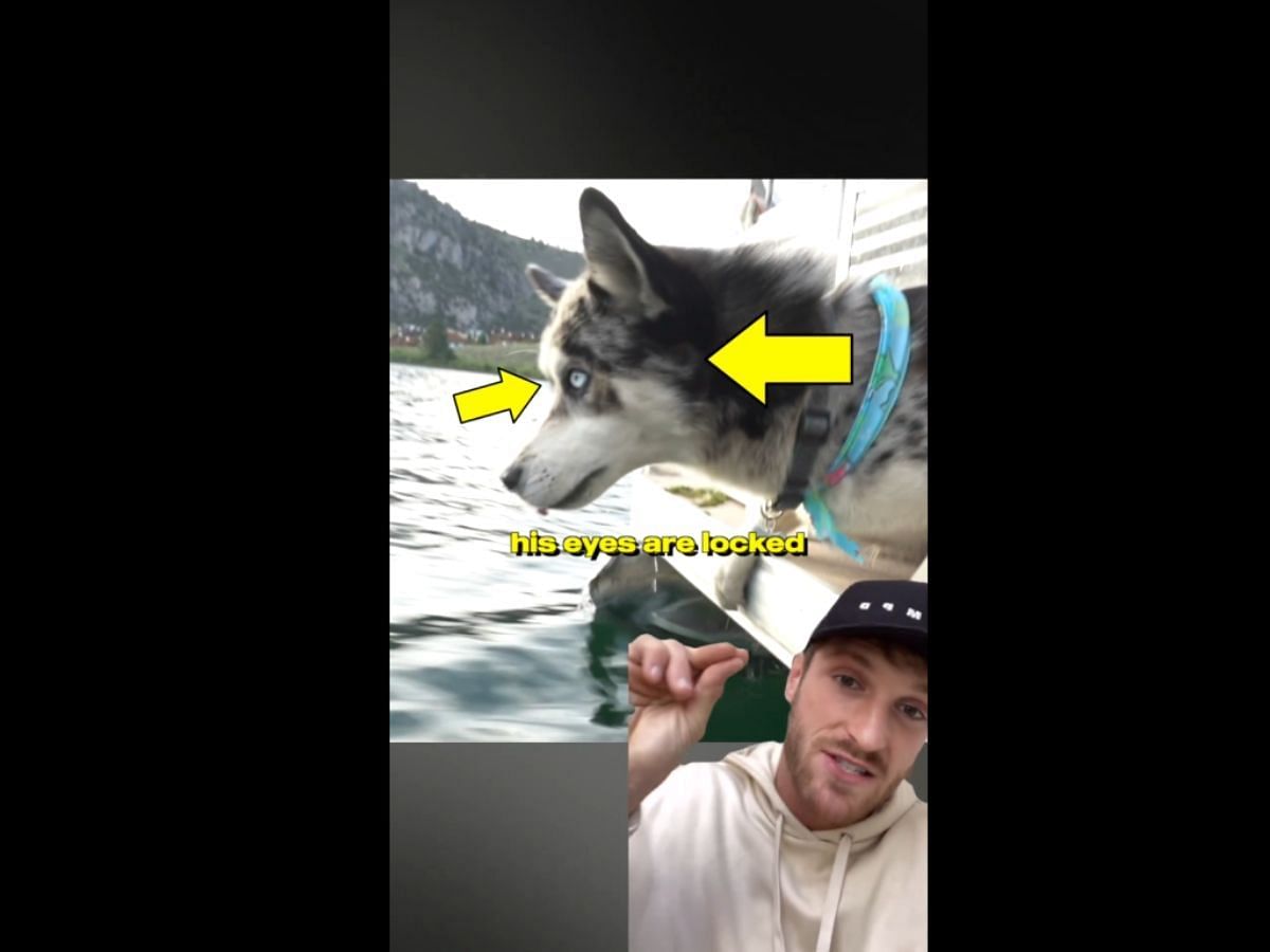 Logan Paul indicates the dog initiated the jump (Image via X/Logan Paul)