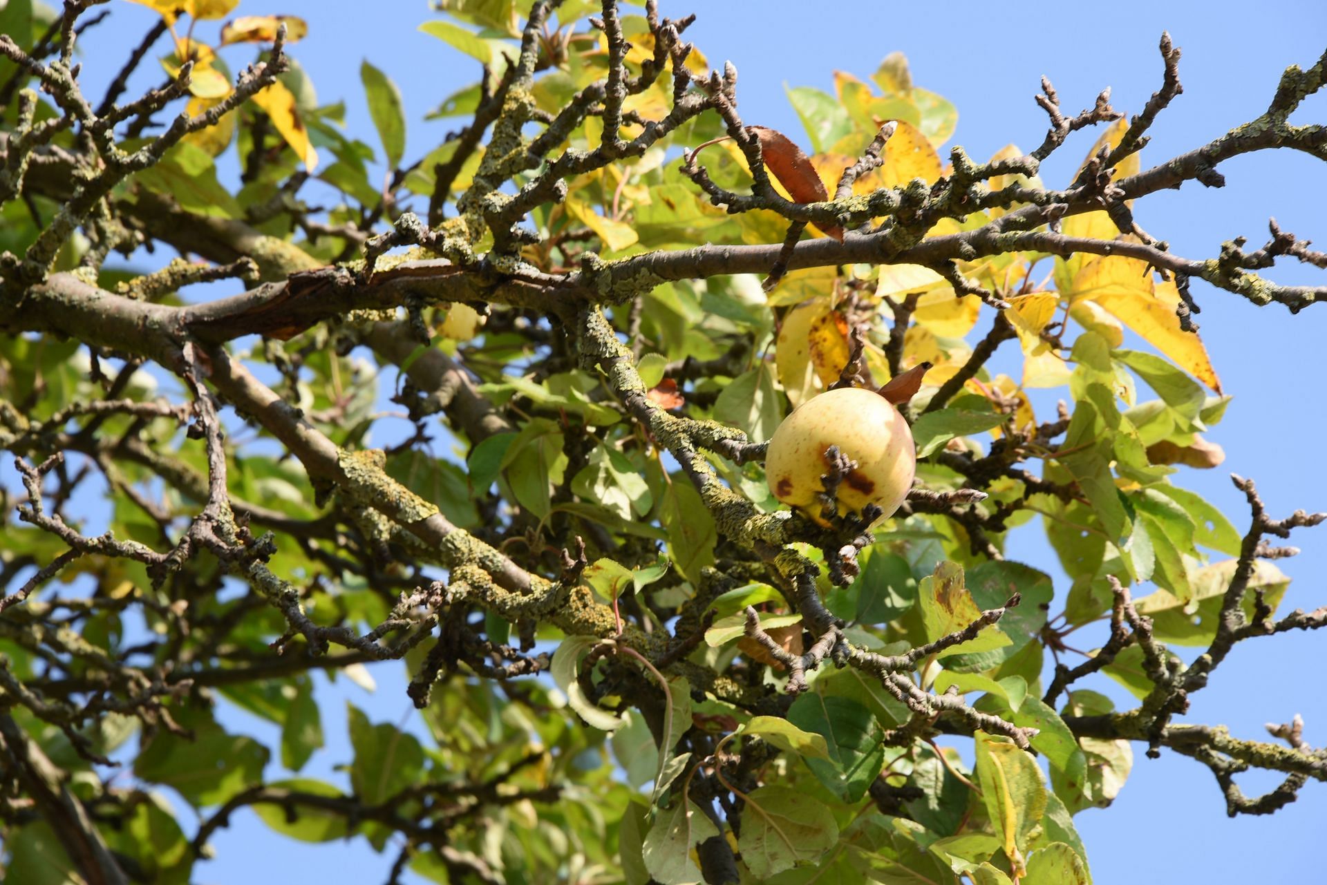 Rotten apples under an apple tree by the roadside - Source: Getty