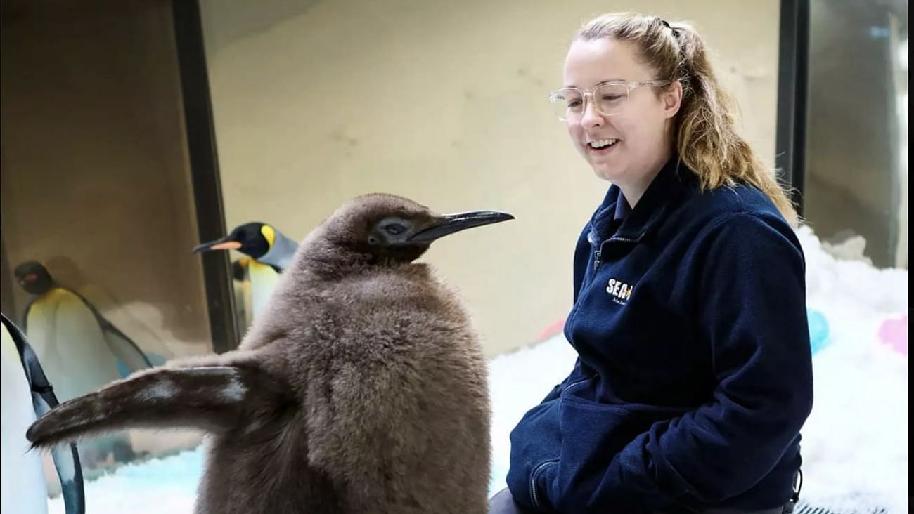 Details about Pesto, the king penguin revealed as he becomes a sensation on social media. (Image via X)