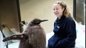 When do King Penguins stop growing? Age and all about Pesto, the viral internet sensation