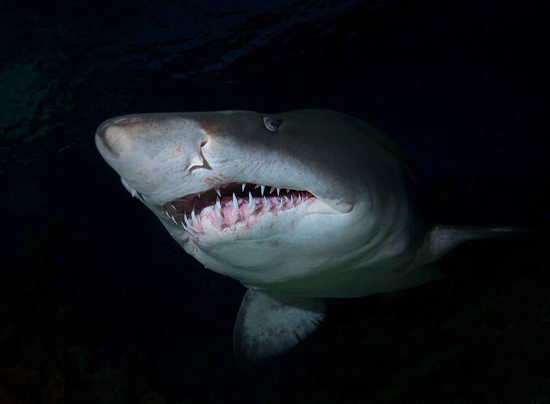 World Oceans Day in South Africa - Source: Getty