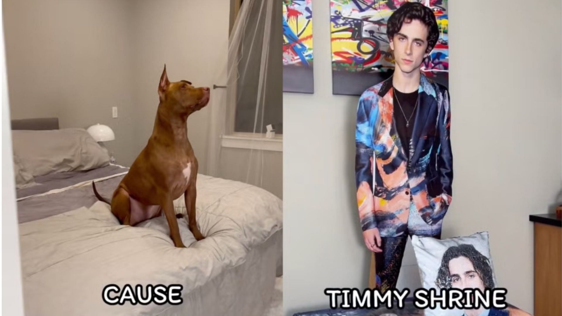 Dog &lsquo;obsessed&rsquo; with Timoth&eacute;e Chalamet gifted a shrine to the actor (Instagram/@robbyandpenny)