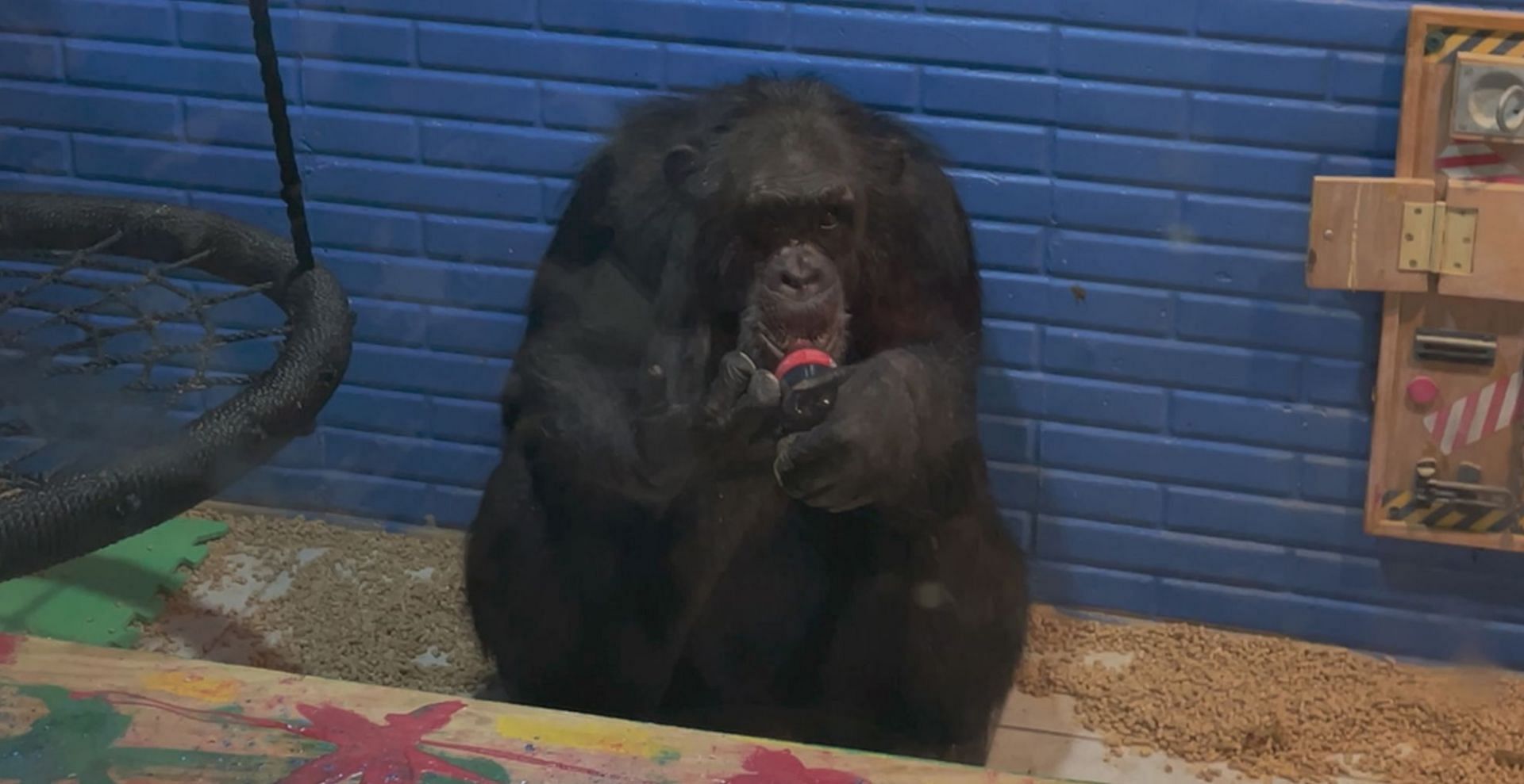 The ethical dilemma behind Chimp Crazy (Image via HBO)