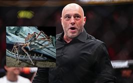 Joe Rogan and Chris Harris are blown away by sheer size of Japanese Spider Crab - "Jesus Christ, that's insane"