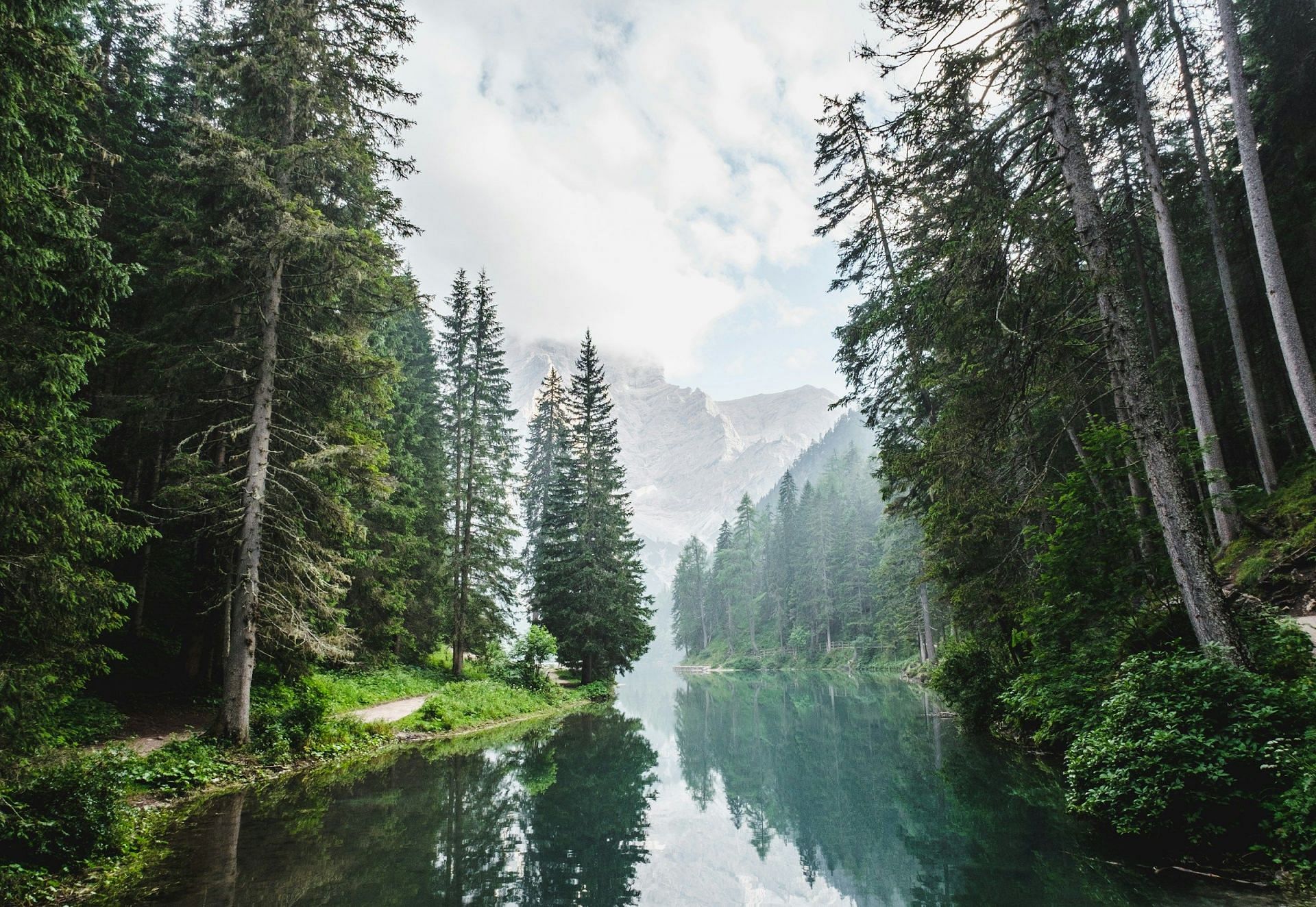 Forest (Image via Unsplash)