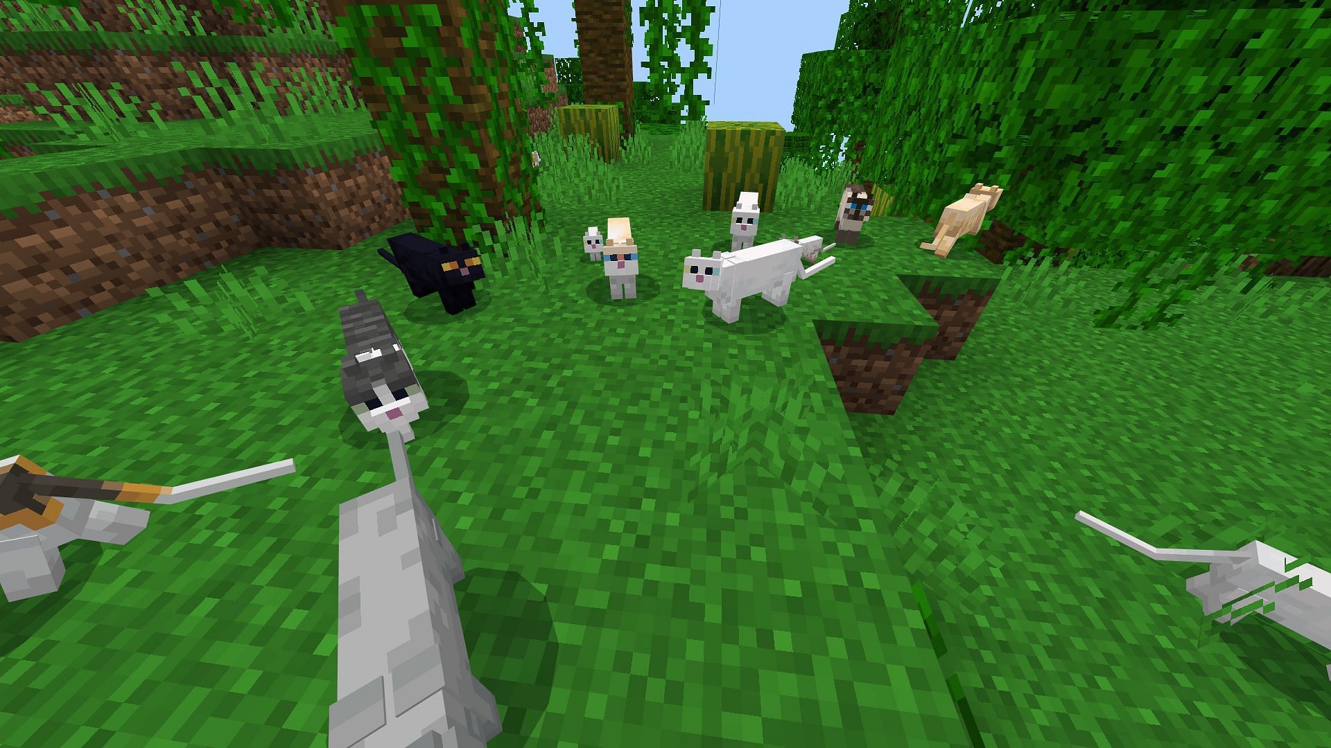 Players must tame 20 cats to get this achievement (Image via Mojang Studios)