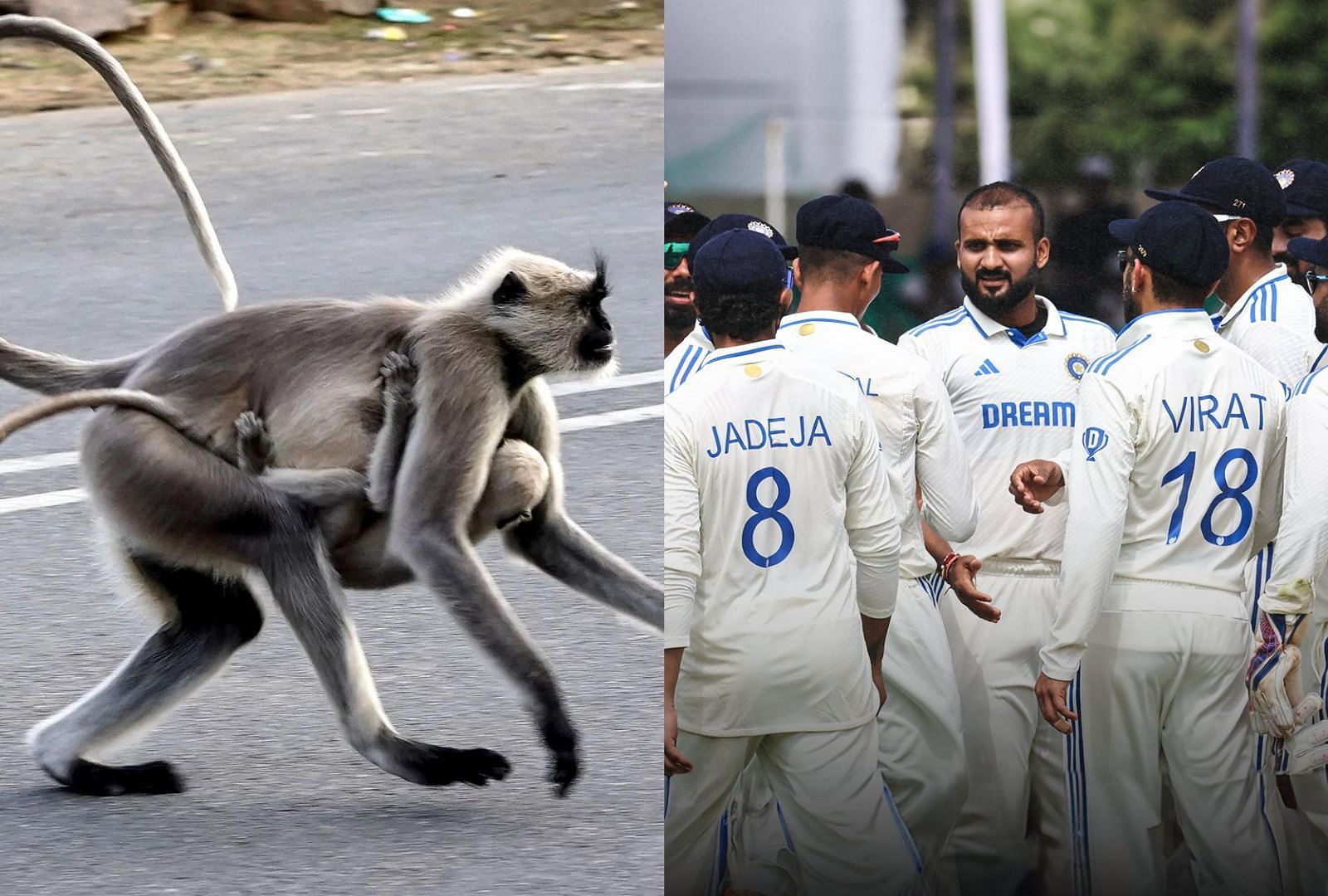 Langurs would be a big feature in the 2nd India-Bangladesh Test in Kapur. (PC: Getty; BCCI)