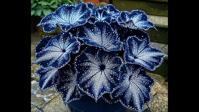 Fact Check: Is the Begonia Moonlight Butterfly plant real or fake 