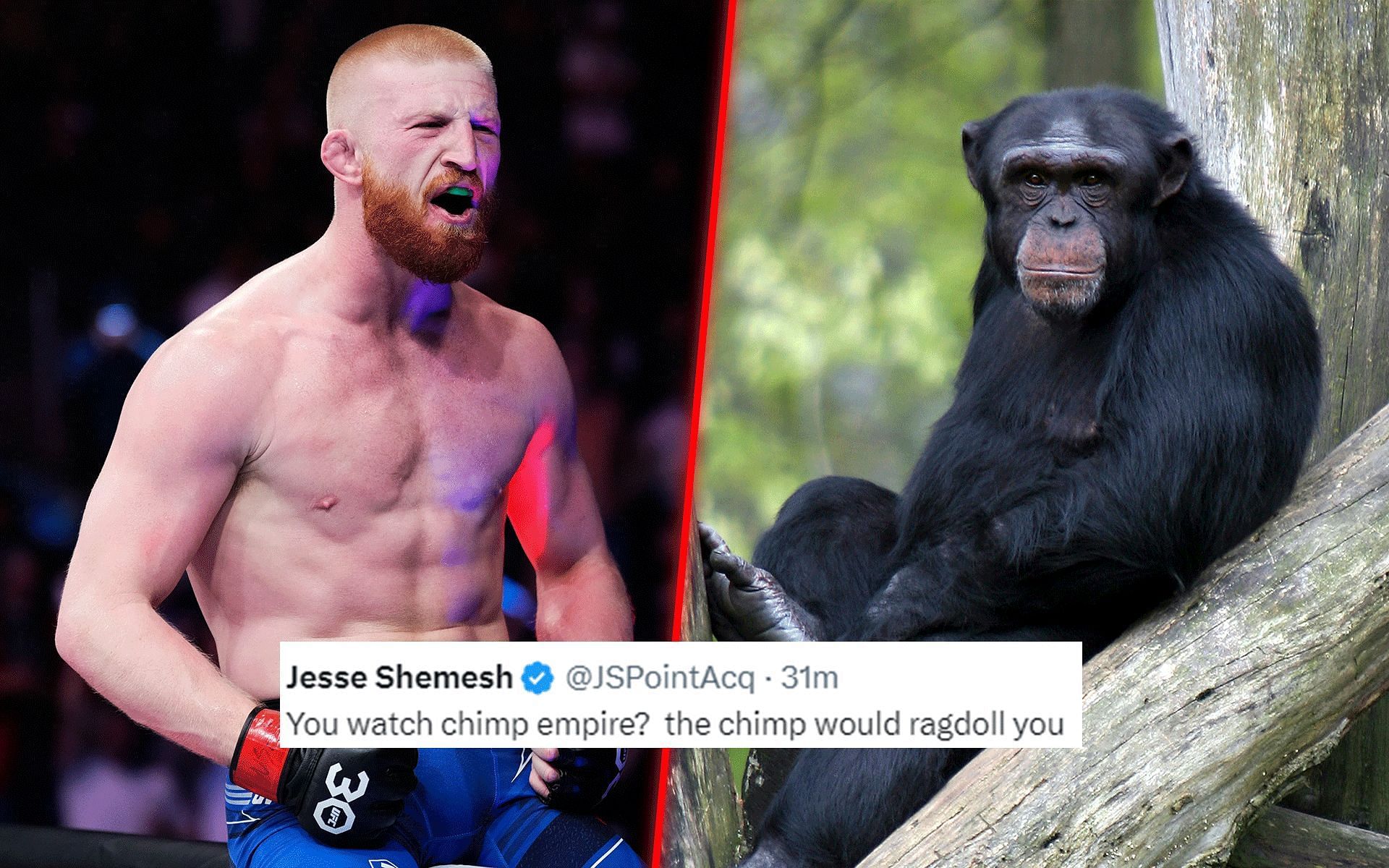 Fans react to Bo Nickal (left) defeating chimpanzee (right) in a potential fight. [Images courtesy: Getty]