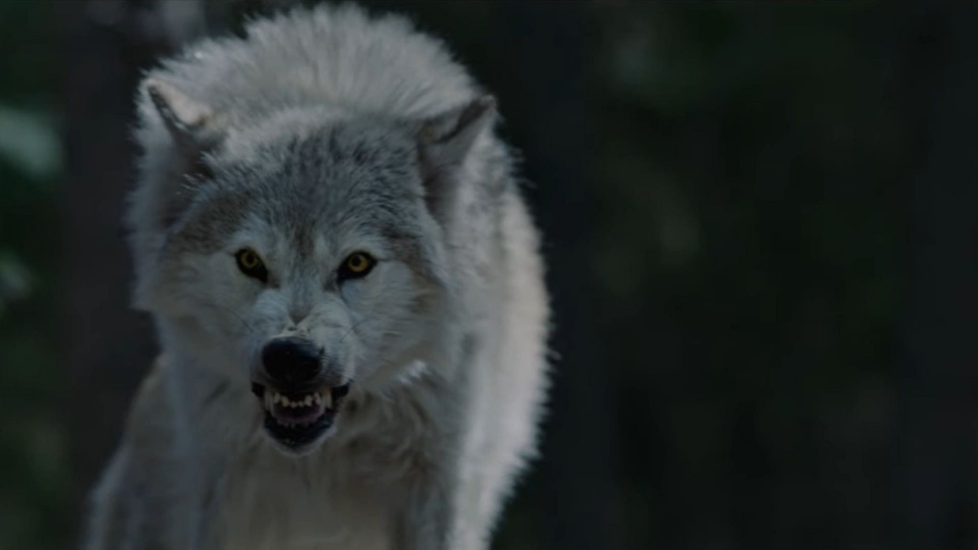 The wolves are hungry in Out Come The Wolves (Image via IFC Films)