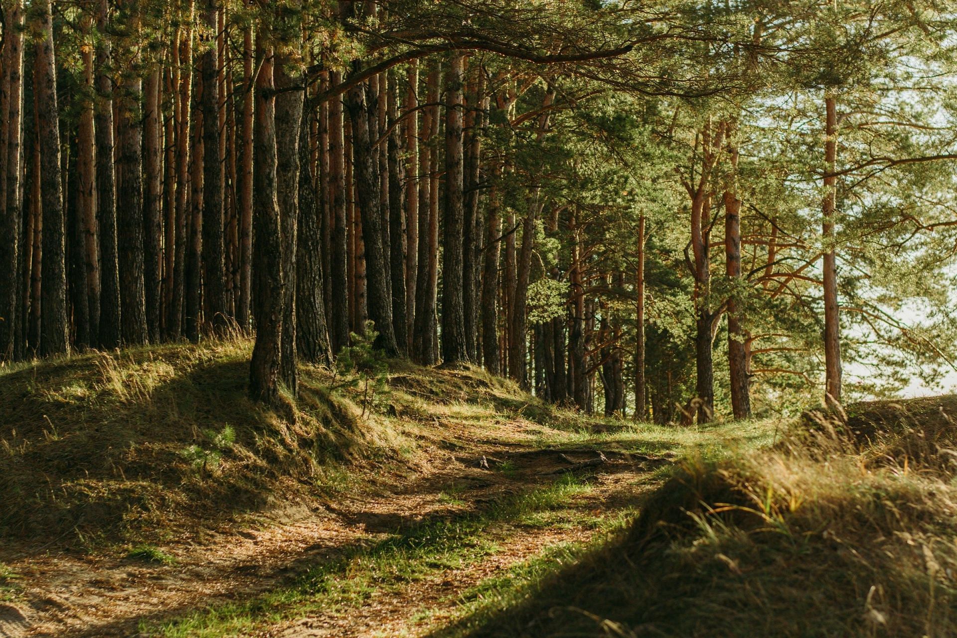 Still of Trees (Image via Unsplash)