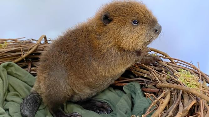 What is the case surrounding Nibi the Beaver? All about the viral Massachusetts sensation who has captivated the internet