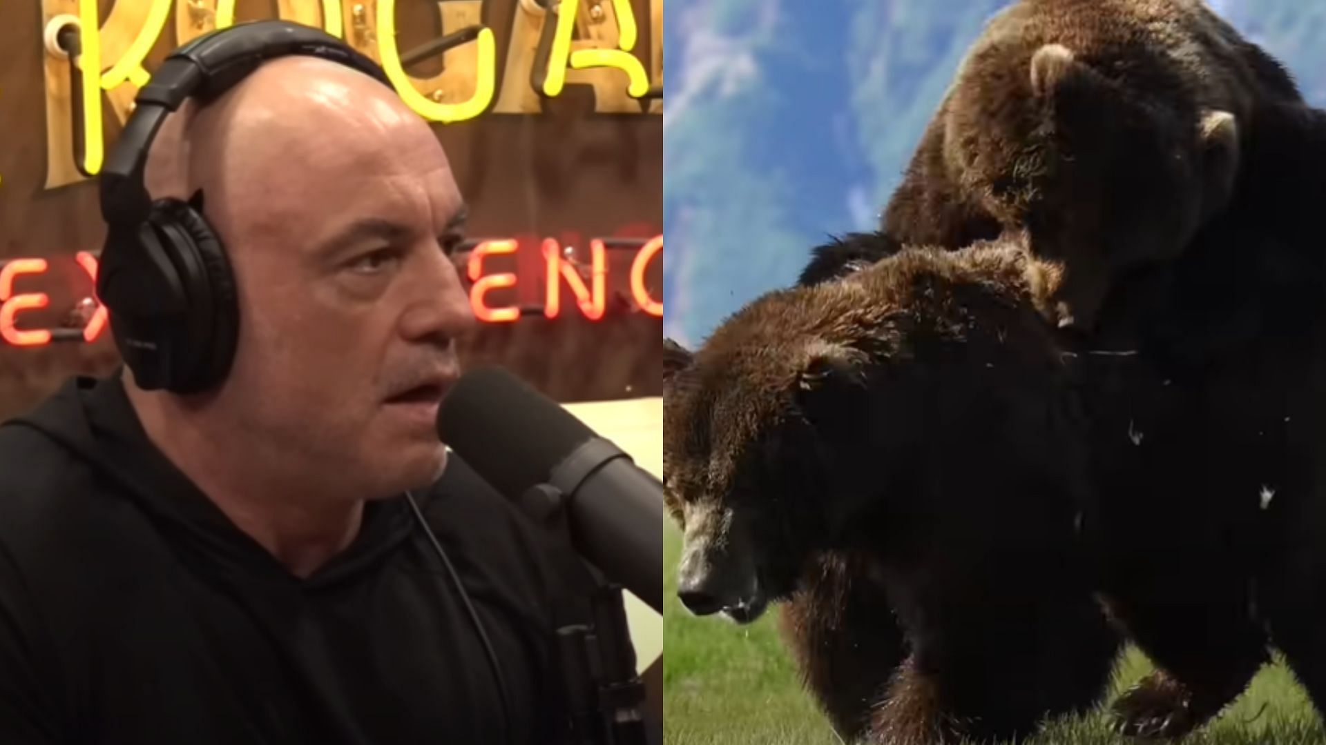 Joe Rogan learns about how bears feel after eating berries [Image Courtesy: @PowerfulJRE, @Newsflare/YouTube]