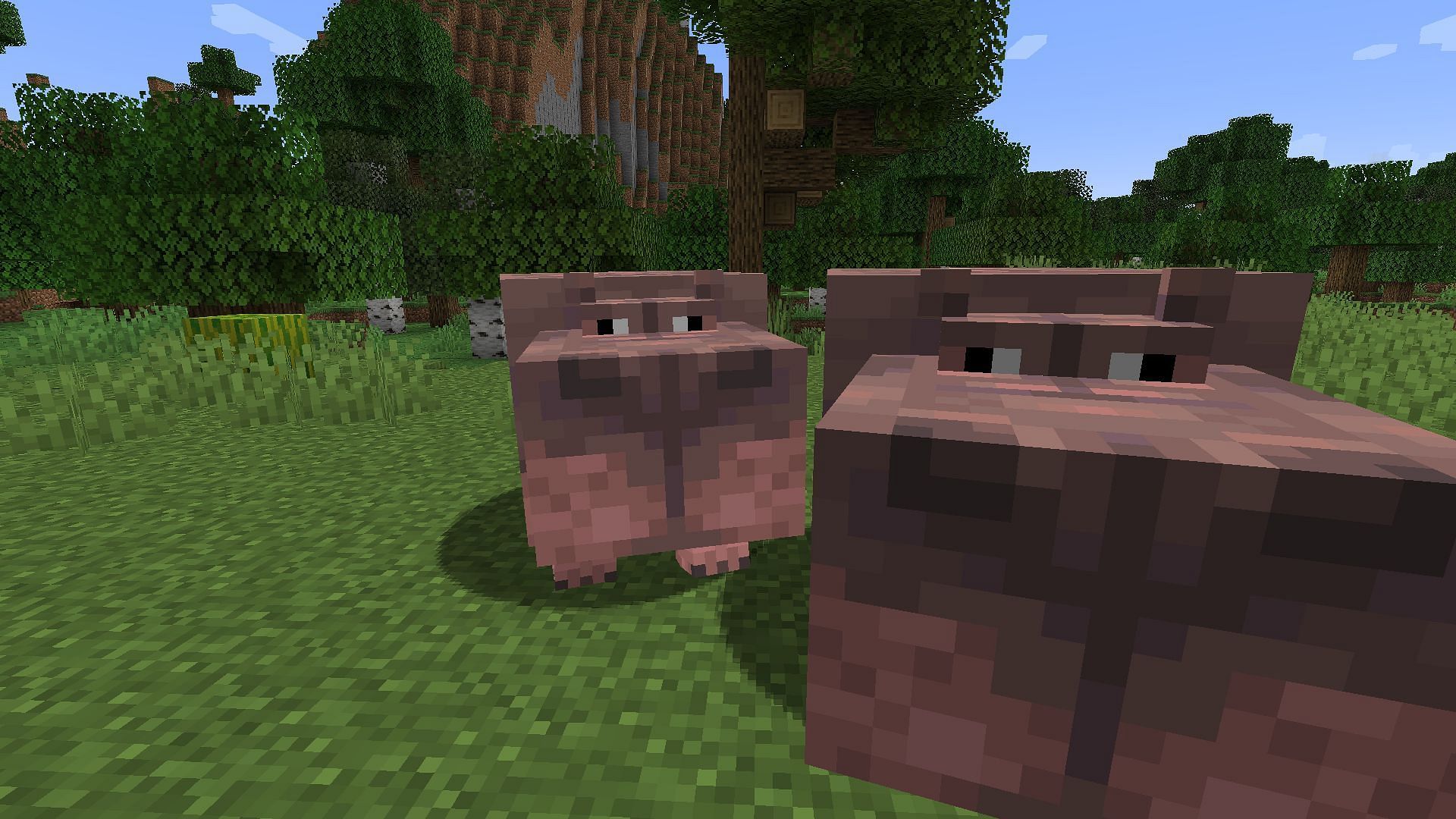 You can find hippos that look similar to Moo Deng in the Minecraft Naturalist 2.0 mod (Image via Mojang Studios)