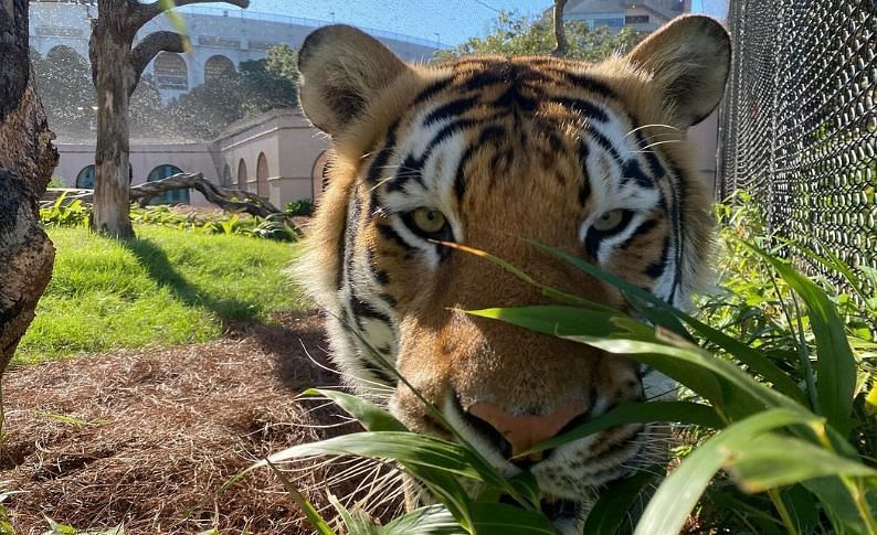 Mike the Tiger (@mikethetiger_lsu on Instagram)