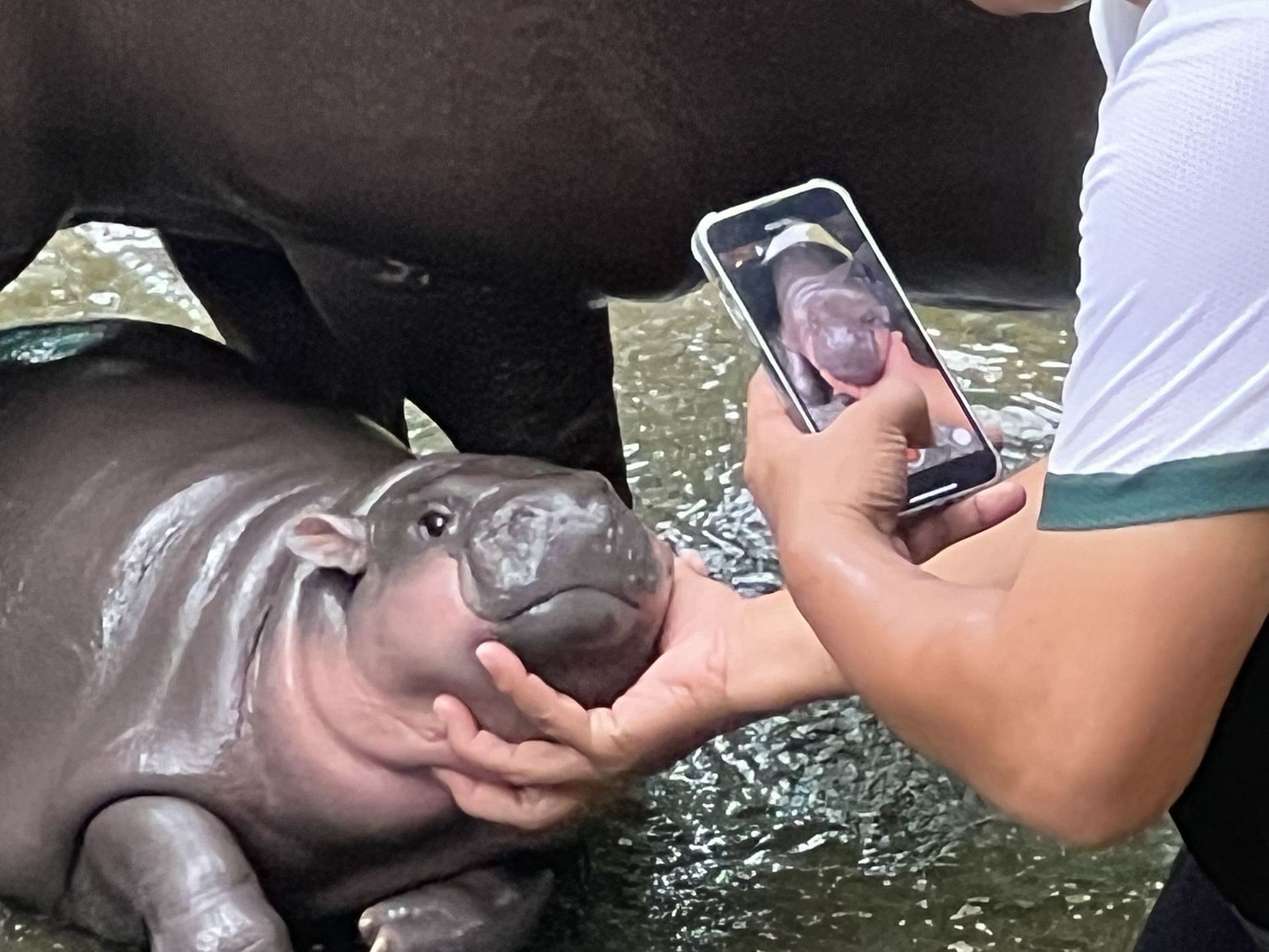 Dwarf hippopotamus &quot;Moo Deng&quot; in Thailand - Source: Getty