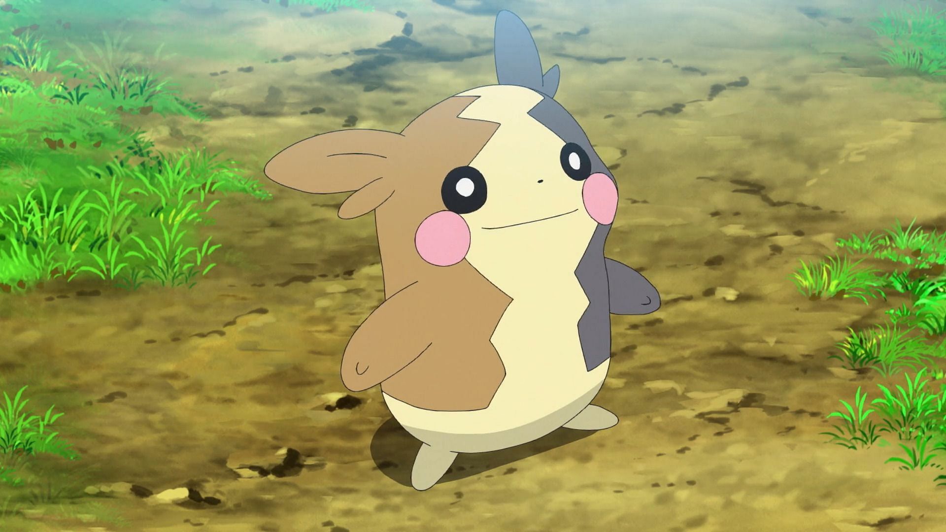 Morpeko can be encountered through a few different methods during the Halloween event (Image via The Pokemon Company)