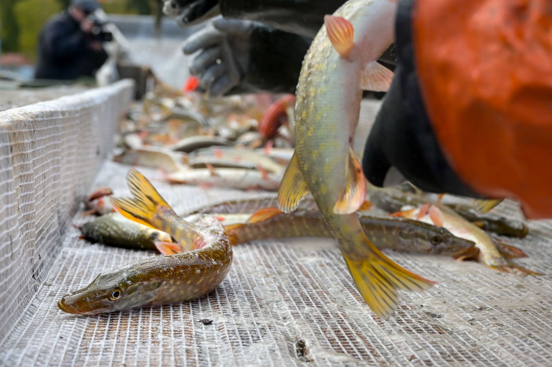 Crosby's Fish & Shrimp Company in Charleston war ein Hauptdrehort für Staffel 4 von Outer Banks (Bild über Getty)