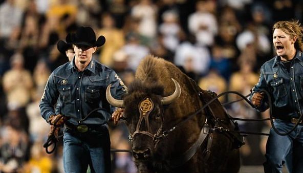 Ralphie The Buffalo (@cubuffsralphie on Instagram)