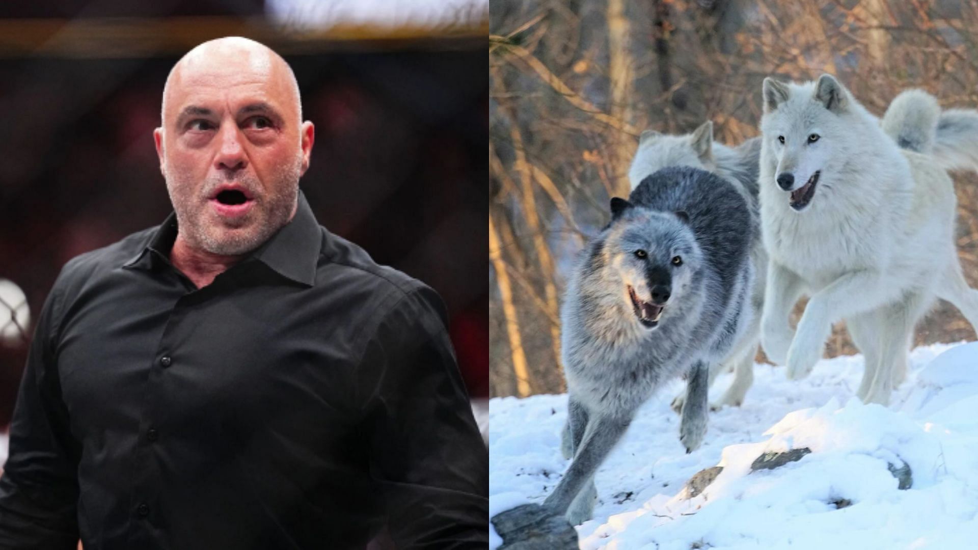 Joe Rogan recalls WWI story of wolf attacks causing a ceasefire between Russia and Germany [Images courtesy of Getty Images &amp; @wolfconservationcenter on Instagram]