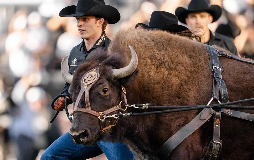 Ralphie The Buffalo (@cubuffsralphie on Instagram)