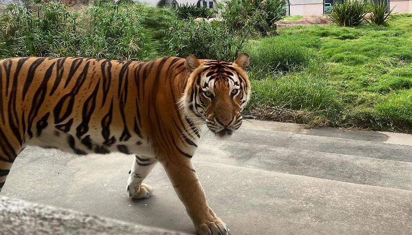 LSU&#039;s Tiger Mike (@mikethetiger_lsu on Instagram)