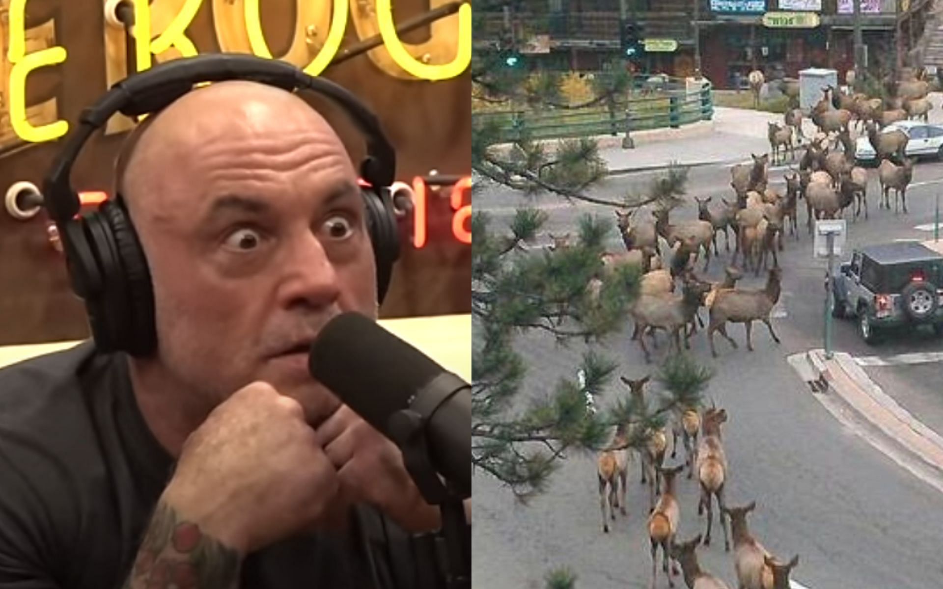 Joe Rogan (left) shares details about strange elk (right) encounter. [Images courtesy: @joerogan on YouTube and @thejrecompanion on Instagram]