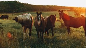 What happened at Swannanoa wedding venue? Hidden River Events slammed as viral TikTok claims animals were left to drown during Helene